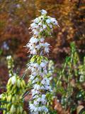 Winter flowering heater,Spring heath,Alpine heat,Herbacea